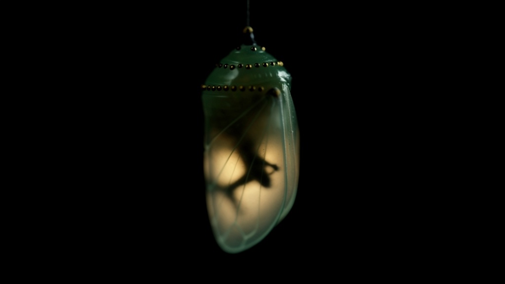 A monarch butterfly chrysalis glowing with interior light against pure black: transformation invisible from the outside