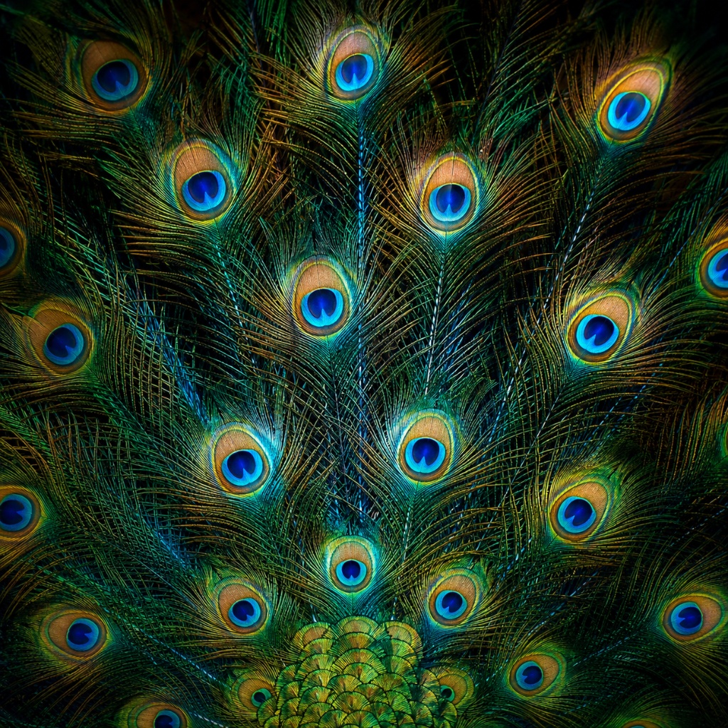 Close-up of peacock tail feathers showing iridescent eye-spots and structural color: 200 nano-crystal arrays, no pigment